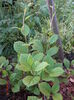 schisandra3