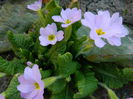 DSCN2609