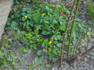 DSCN2708