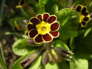 Primula elatior Gold Lace (2015, Mar.24)