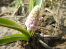 Muscari Pink Sunrise (2015, March 25)