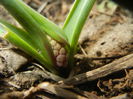 Muscari Pink Sunrise (2015, March 25)