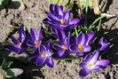 crocus negro boy, 26 martie