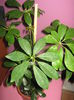 Picture My plants 2477