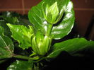 Picture My plants 2484