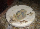 Picture 002