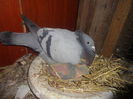 Picture 004