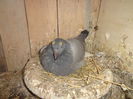Picture 006