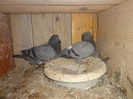 Picture 013