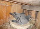 Picture 017