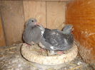 Picture 018