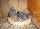 Picture 019