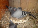 Picture 022