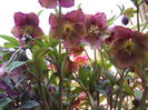 DSCN3782