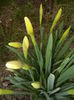 Narcissus Ice Follies (2015, March 22)