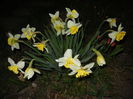 Narcissus Ice Follies (2015, March 26)