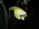 Narcissus Ice Follies (2015, March 26)