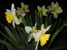 Narcissus Ice Follies (2015, March 26)