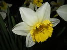 Narcissus Ice Follies (2015, March 26)