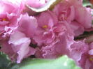 Picture My plants 2492