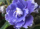 Picture My plants 2495