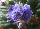 Picture My plants 2497