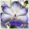 rhynchostylis coelestis-1