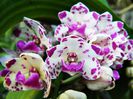 Rhynchostylis Gigantea red spot