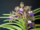 Vanda tessellata blue