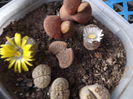 DSCF3447