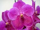 Vanda Doctor Anek X