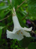 iochroma australe white-gommer