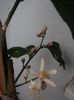 FLORICELE DE LAMAI