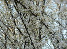 DSCN2631