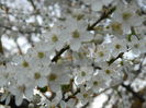 DSCN2634