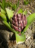 Hyacinth Purple Sensation (2015, Mar.25)