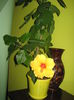Picture My plants 2509
