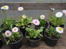 bellis perennis 01