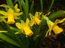Narcissus Tete-a-Tete (2015, March 27)