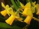Narcissus Tete-a-Tete (2015, March 27)