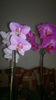 2015-03-28-1006