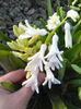 zambile albe cu floare mare