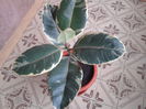 ficus variegat