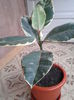 ficus variegat