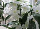 29 martie  01-  dendrobium nobile