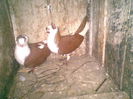 perechea1