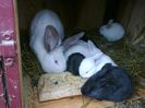 Foto3496