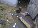 Foto3618