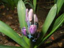 Hyacinth Peter Stuyvesant (2015, Mar.27)