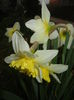 Narcissus Ice Follies (2015, March 27)